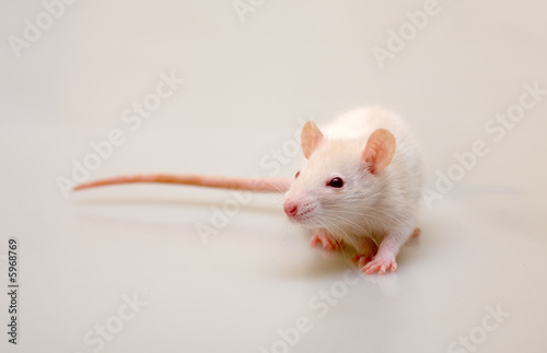 Portrait of a young rat close up © Maslov Dmitry