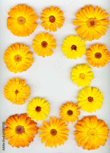 Fototapeta Naklejka Na Ścianę i Meble -  Frame of yellow flowers