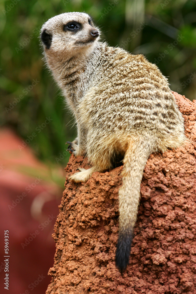 Fototapeta premium Meerkats