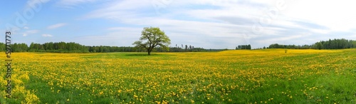 Panorama of dandelion field