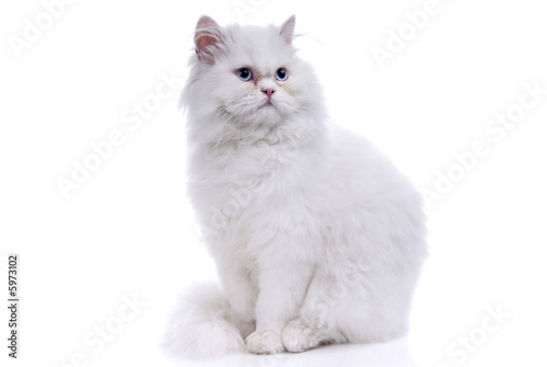 White cat with blue eyes. On a white background