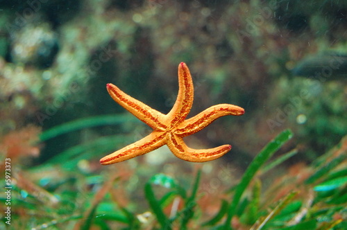 stella marina © Niccolò Podestà