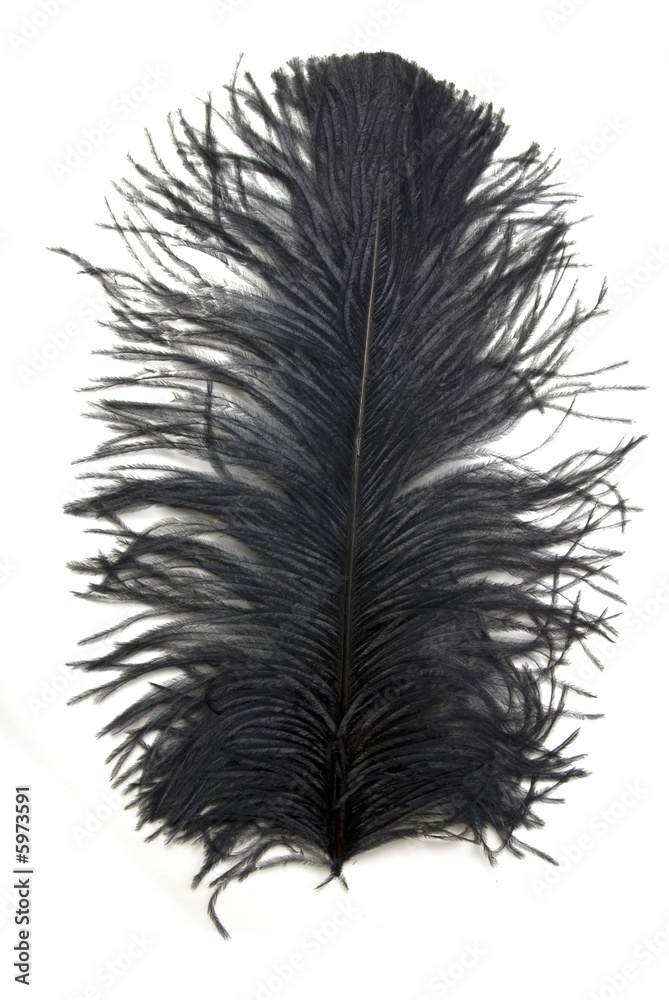 Obraz premium Black Feather