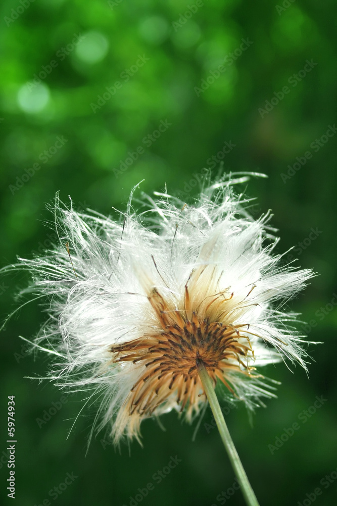 Fototapeta premium Thistle