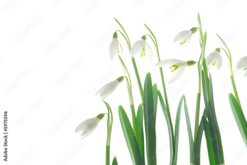Fototapeta premium Close-up of white snowdrops against white background