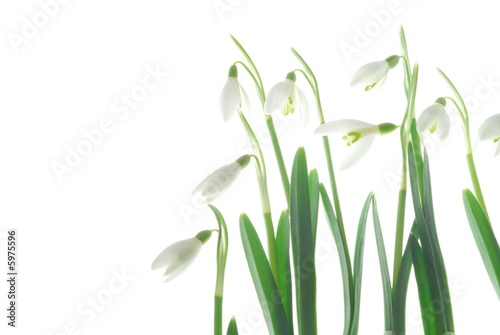 Close-up of white snowdrops against white background