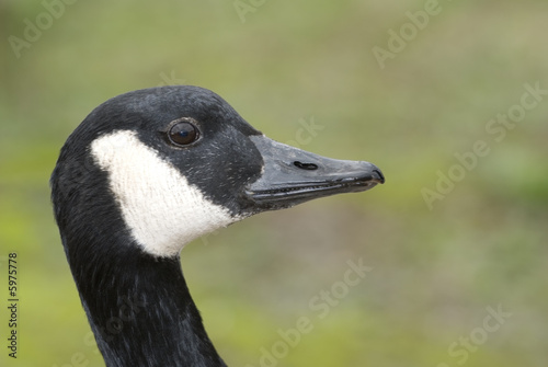 Close up head shot of a Canada Goose with green background