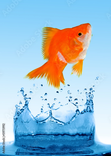 Goldfish is jumping out of the water