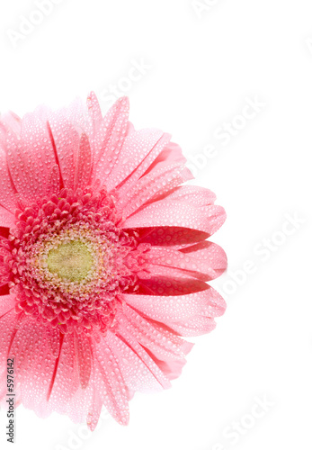 Flower Gerbera. Isolation on white