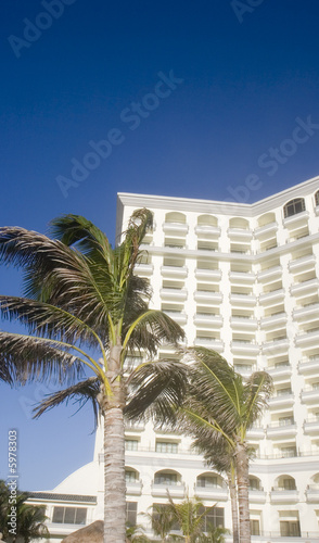 Palm Tree at White Resort