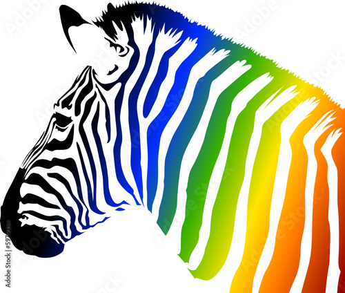 Zebra a colori photo