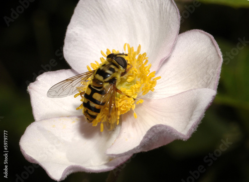 Schwebfliege auf einer Blüte photo