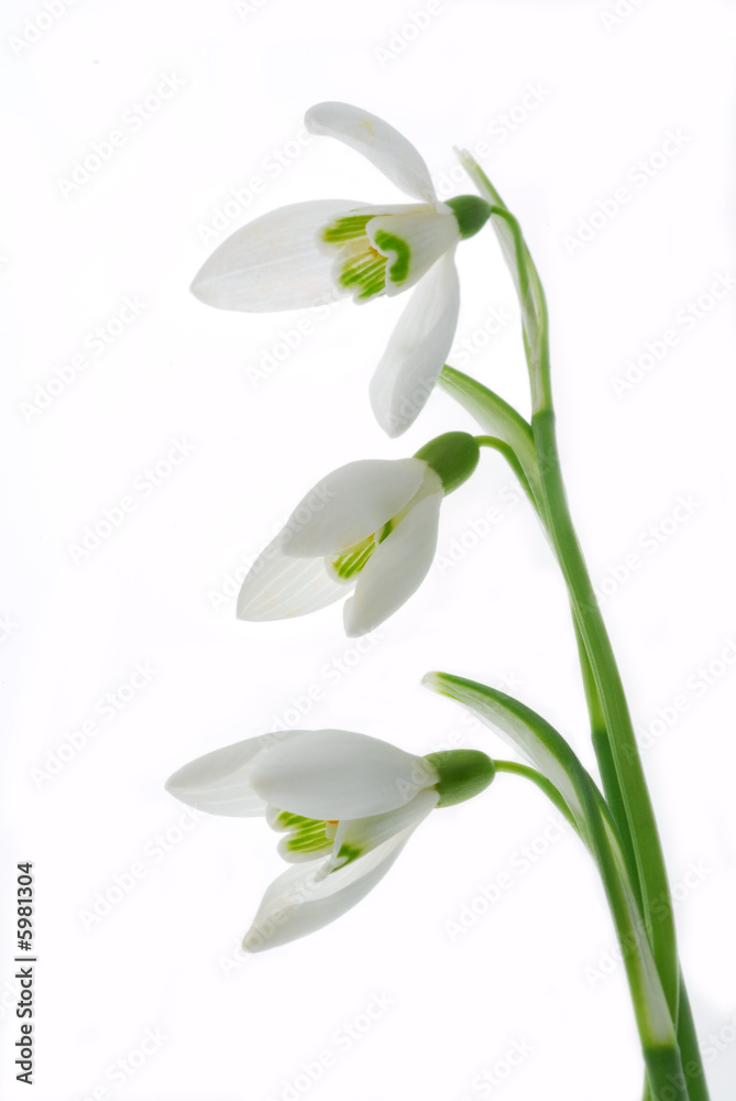 snowdrop flowers