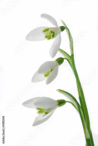 Obraz na płótnie snowdrop flowers w salonie