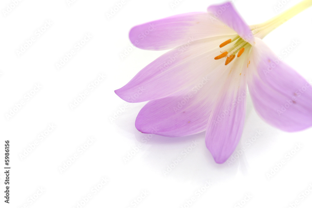 Lilac flower on a white background