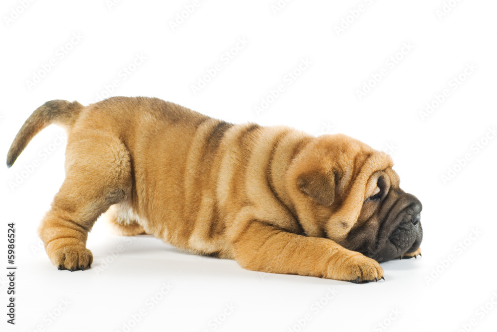 Funny sharpei puppy isolated on white background Funny sharpei puppy isolated on white background