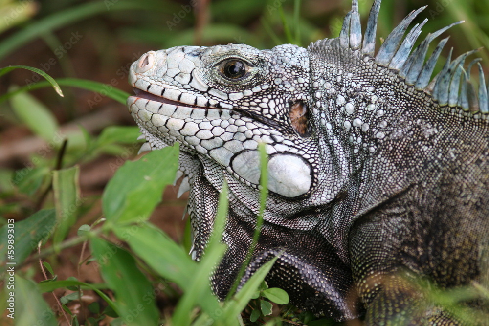 Obraz premium green iguana