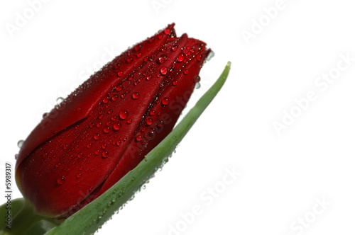 Red tulip on the white background