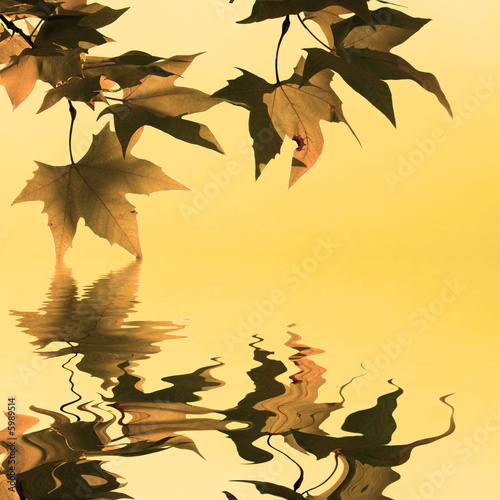 Green leafs with water reflexion
