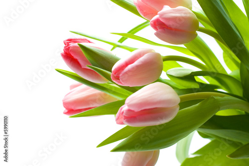 Fresh Pink Tulips