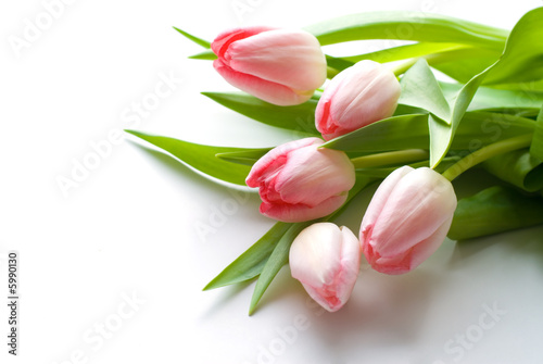 Fresh Pink Tulips