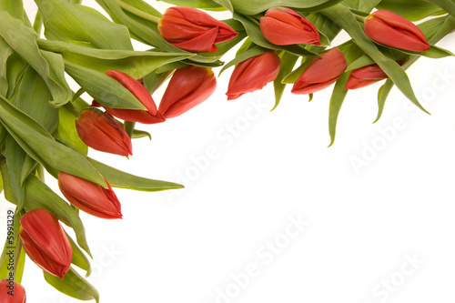 red tulips