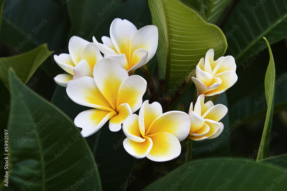 Frangipani tropical flowers from deciduous tree, plumeria