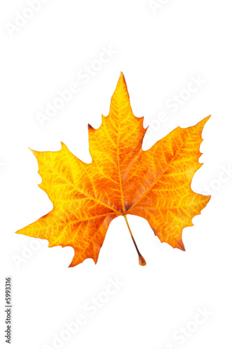 One maple leaf, isolated on white background