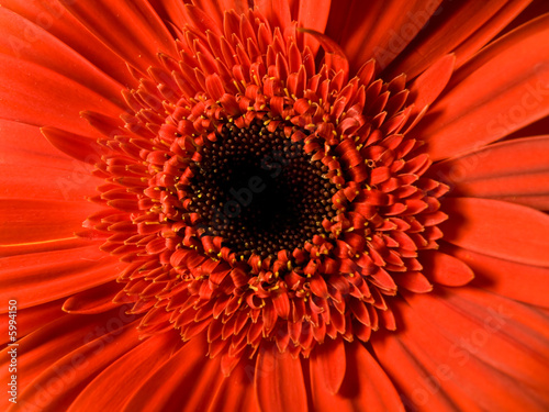 gerbera  flower 