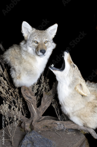 Taxidermy mount of two coyotes in typical scenic setting 