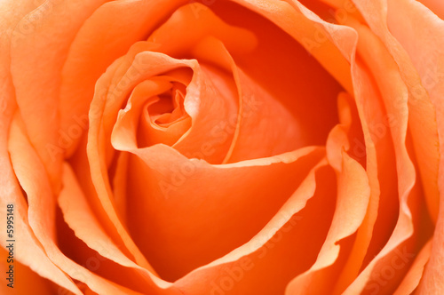 Beautiful pink flower close-up.