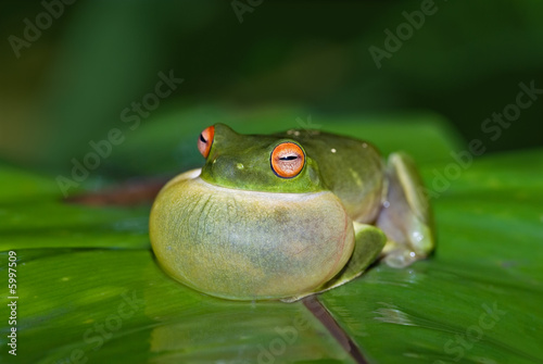 green tree frog all puffed up about to croak