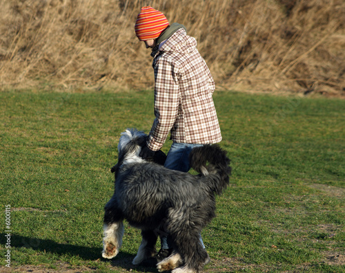 Dog, bearded collie, and girl playing for fun