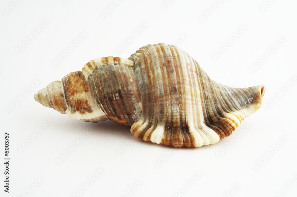 Shell Shell