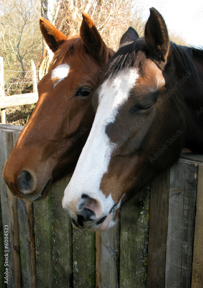 Naklejka premium chevaux