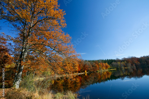 Arbre coloré près d'un lac en automne