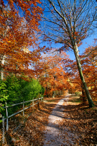 Chemin de for  t en automne avec arbres color  s