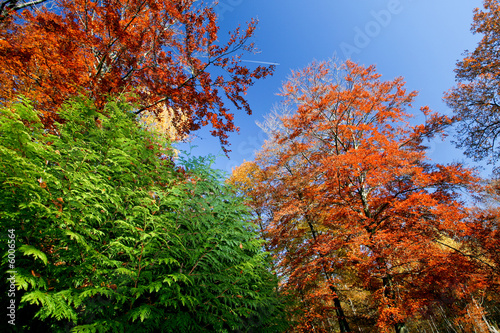 Arbres de différentes couleurs sous ciel bleu en automne