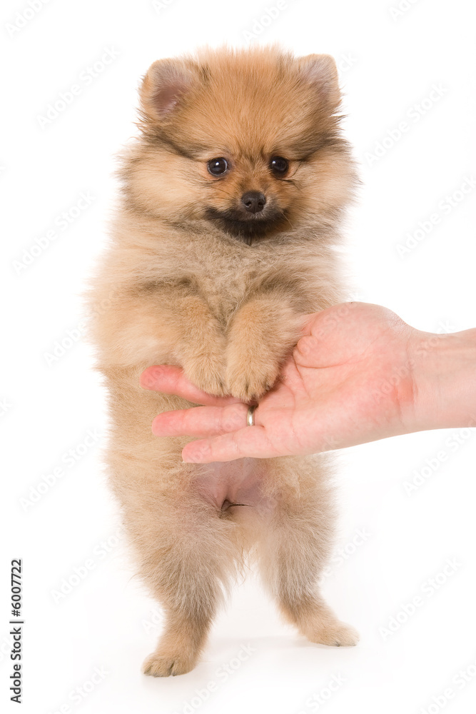 Spitz dog Spitz dog