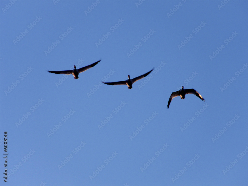 Three migrating snow geese flying to the north