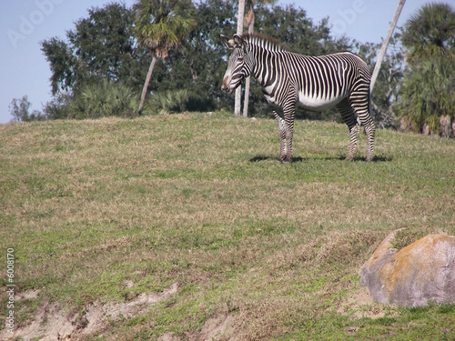 lone zebra