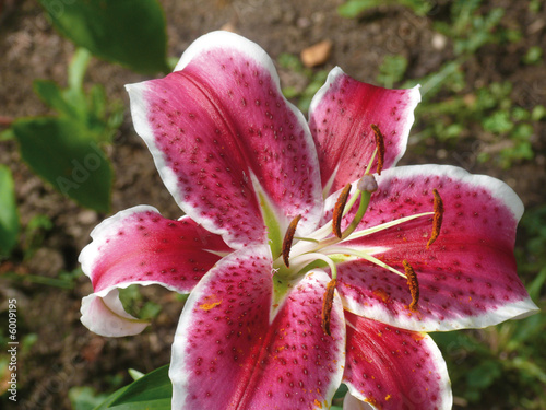 Red lily in a garden. Pestles and stamens. 