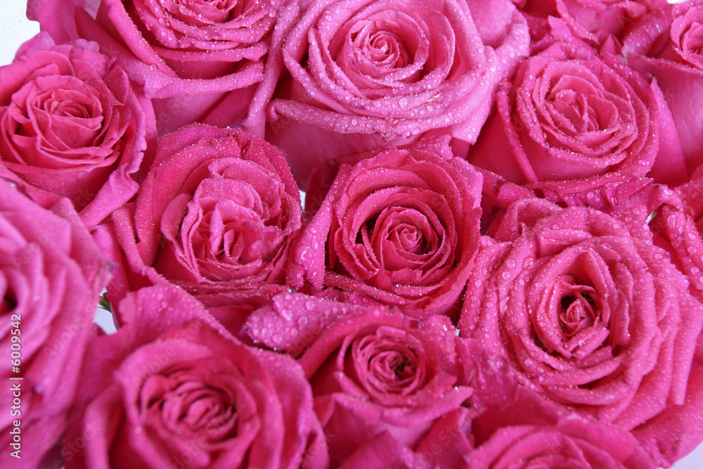rosarote rosen rosarote rosen