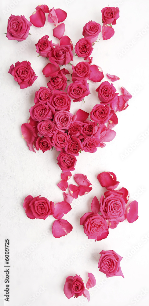 rosarote rosen rosarote rosen