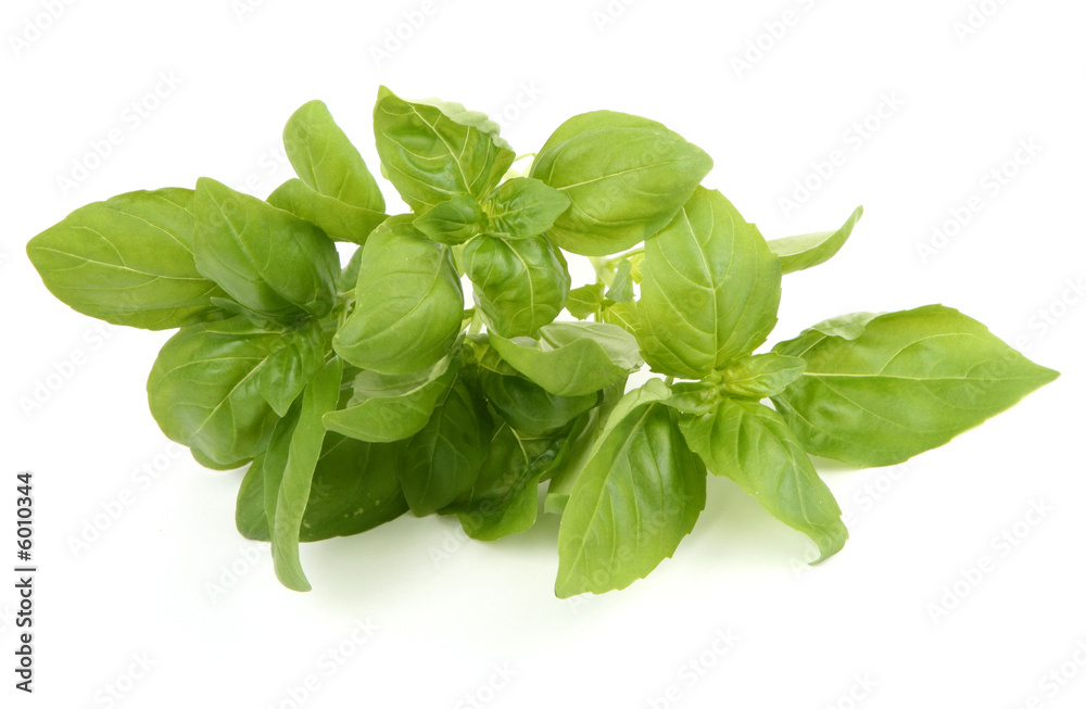 basil leaves on white background, 