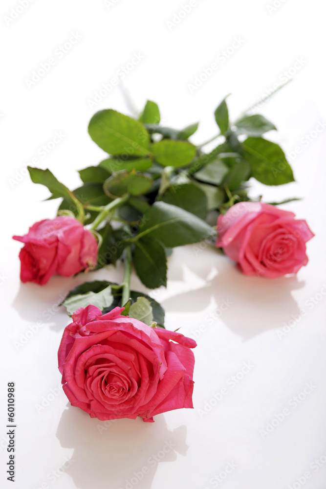 rosa rosen rosa rosen