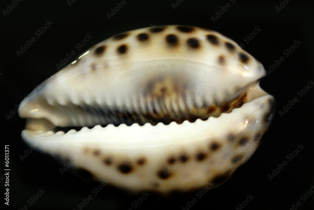 shell shell