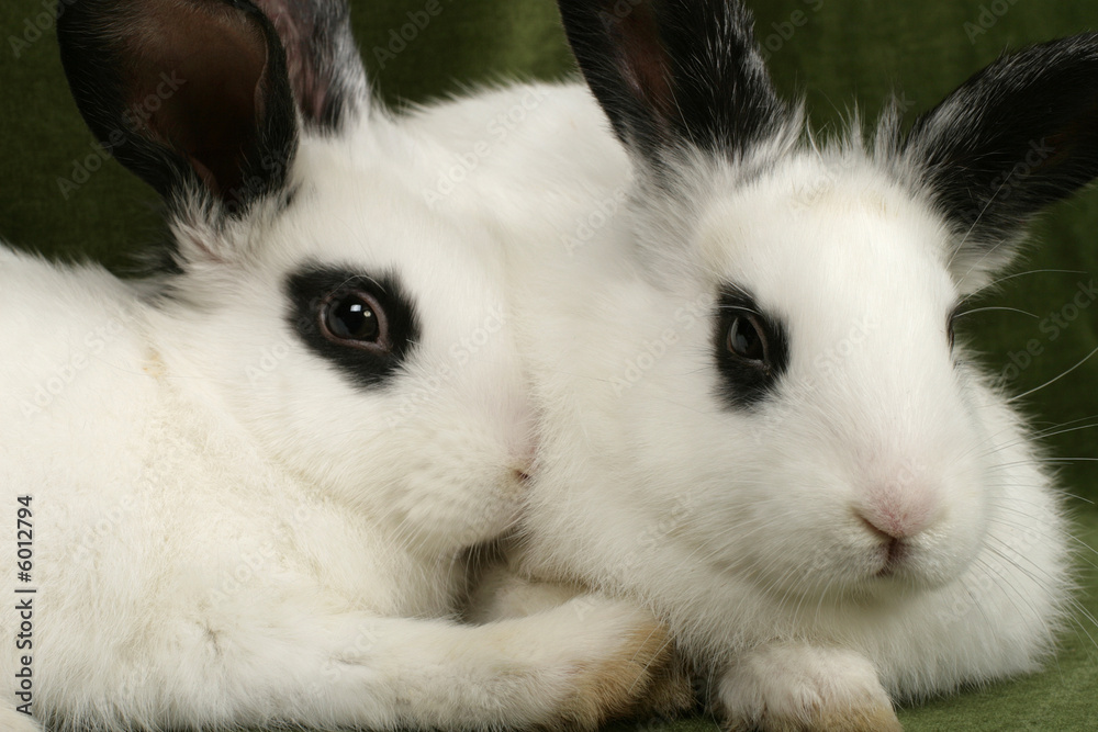 close up portrait of twin cute rabbits