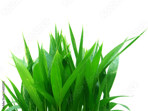 herbes