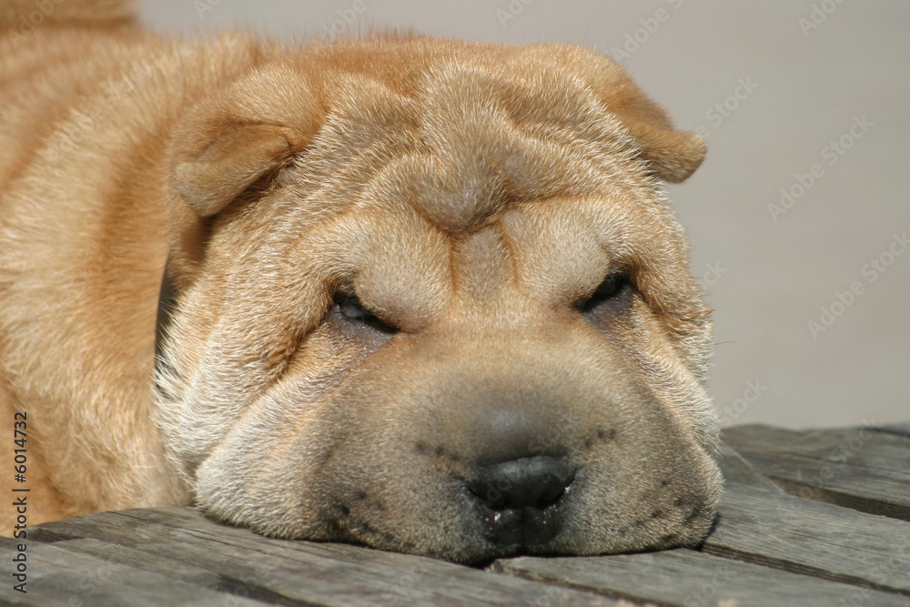 The muzzle of a sharpey laying on a floor